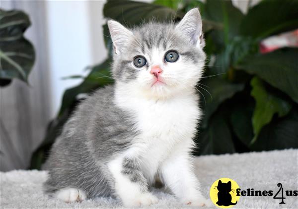 thechubbyfacedcat Picture 3